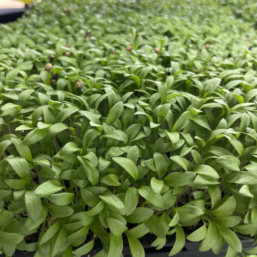 Cilantro – Grateful Greens LLC.