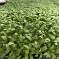 Cilantro