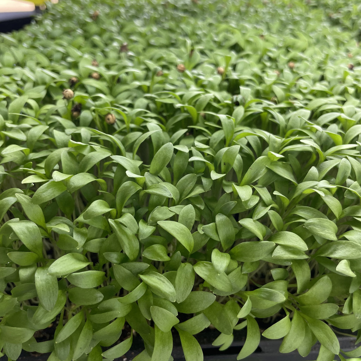Cilantro