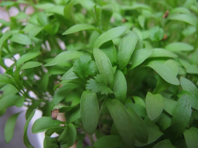Cilantro