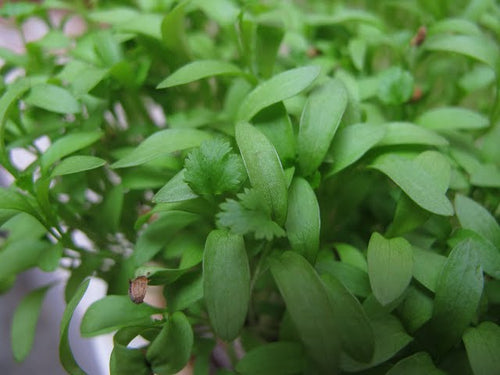 Cilantro