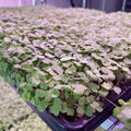 Arugula
