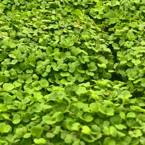 Arugula