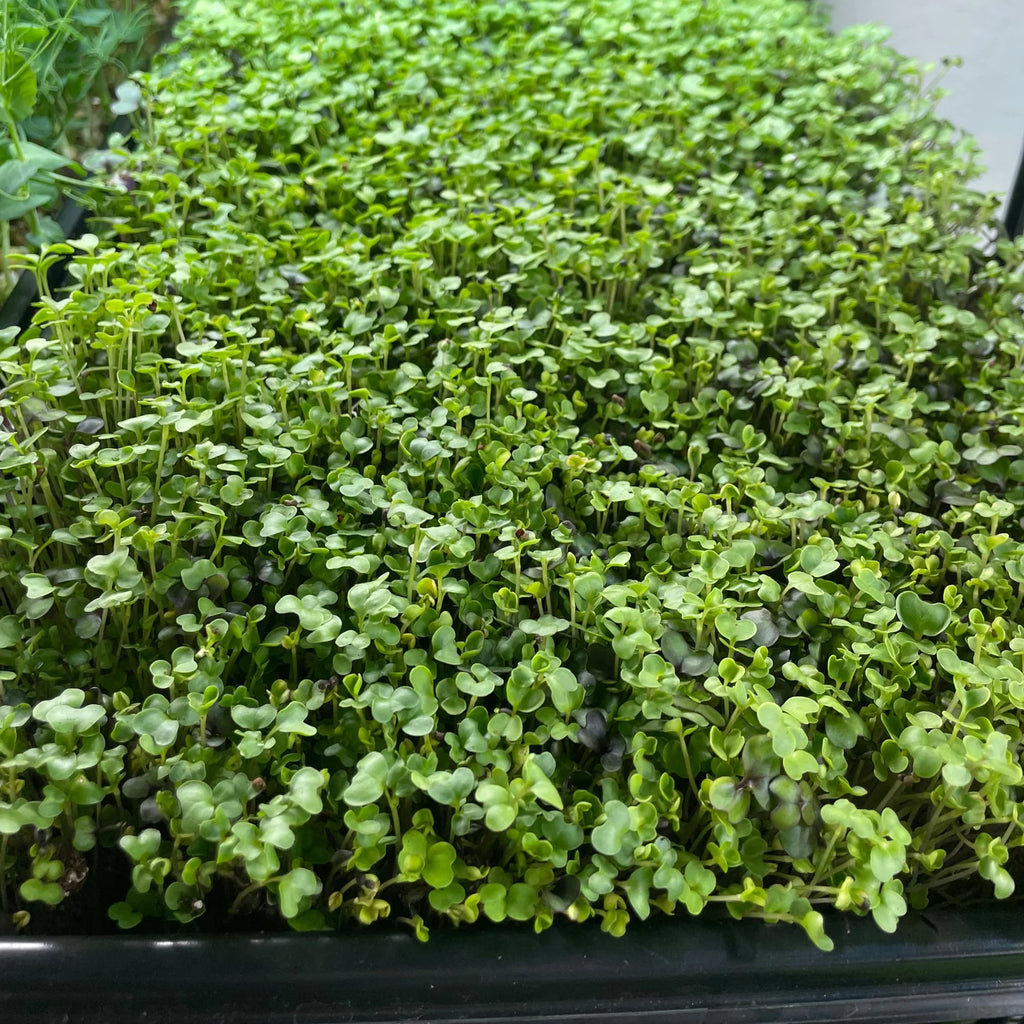 Spicy Salad Mix