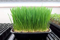 Wheatgrass (Hard Red Spring)