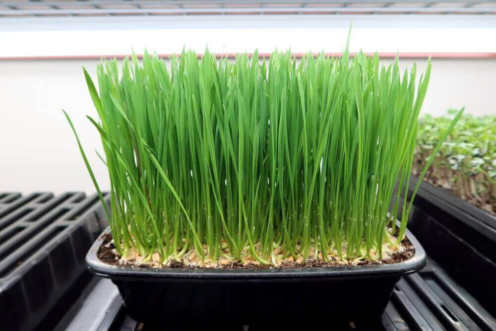 Wheatgrass (Hard Red Spring)