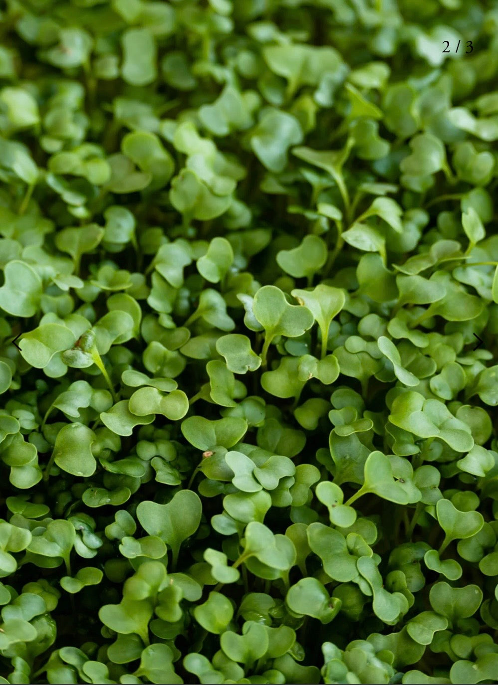 Broccoli