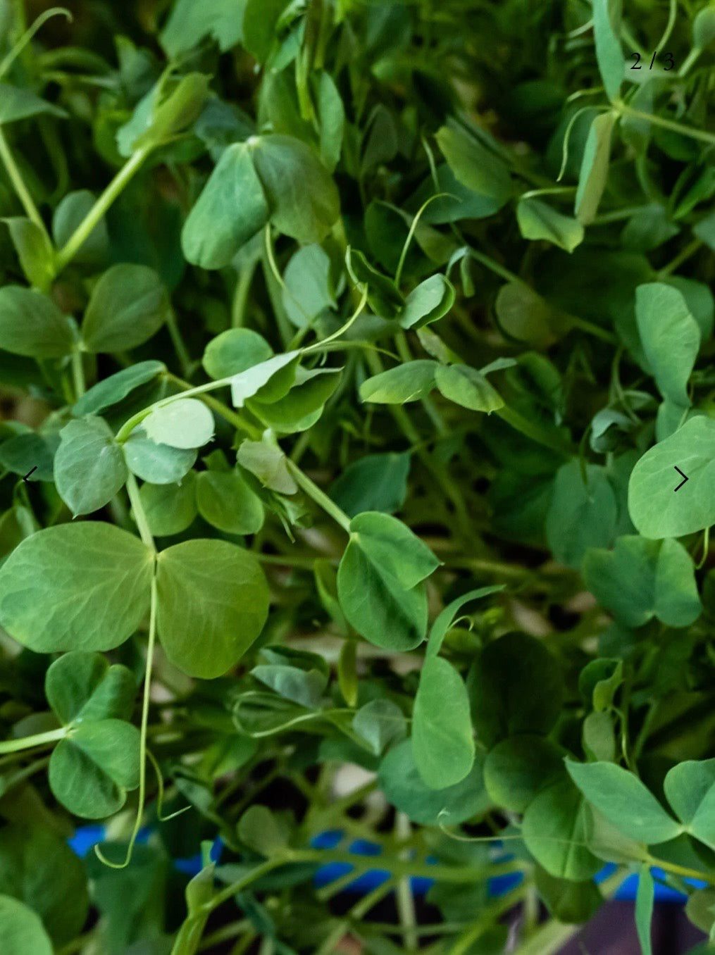 Peas
