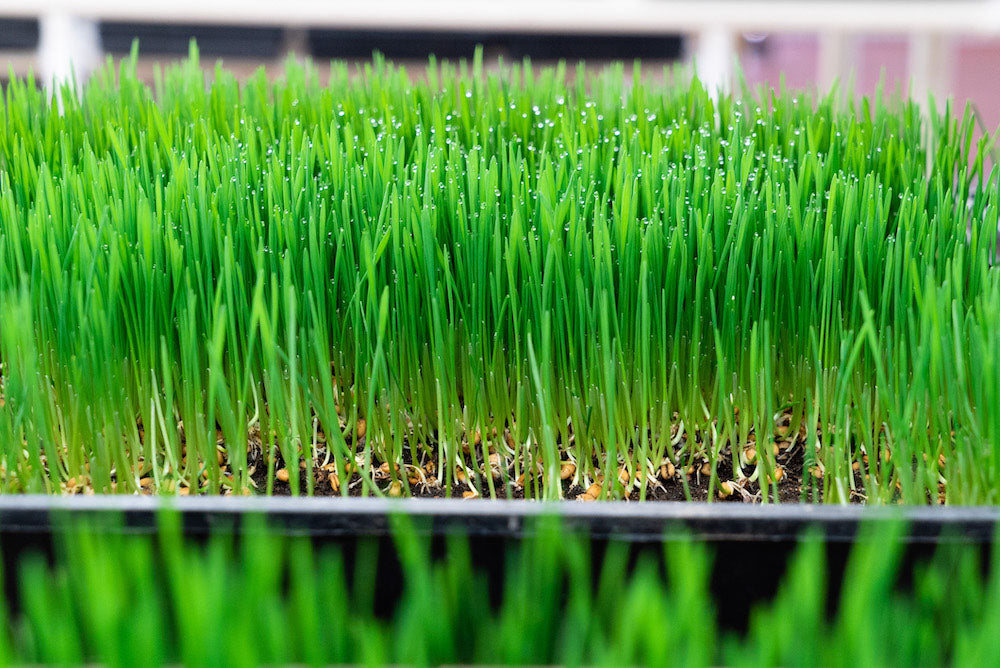 Wheatgrass (Hard Red Spring)