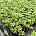 Basil