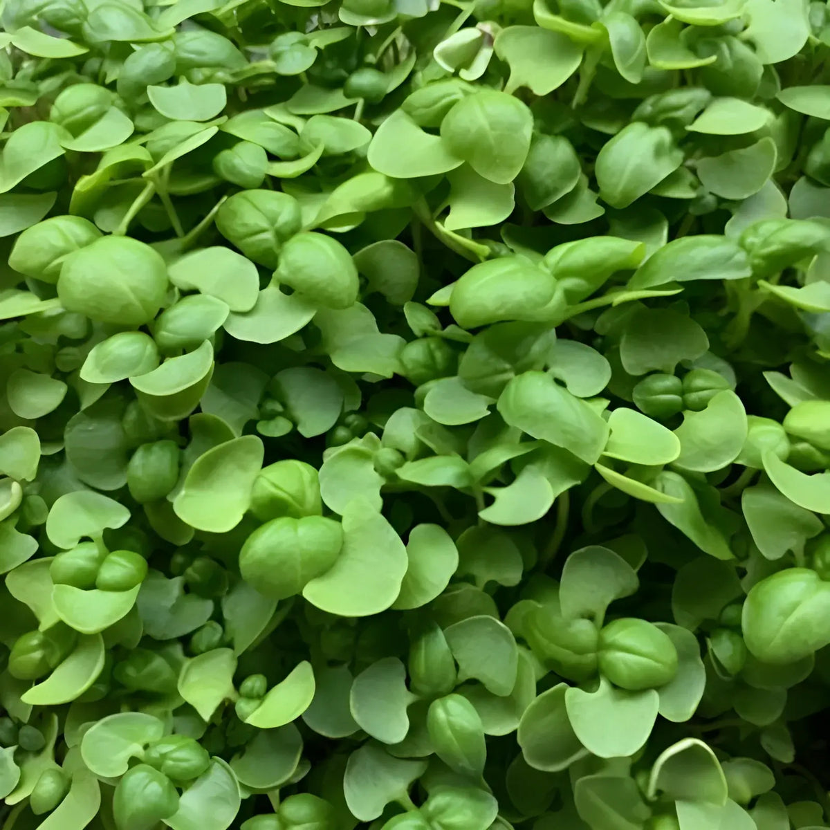 Basil