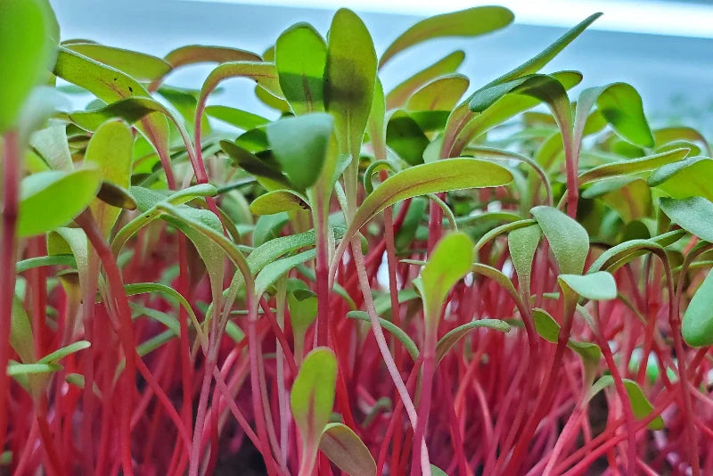 Swiss Chard