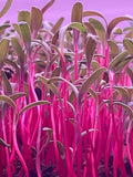 Swiss Chard