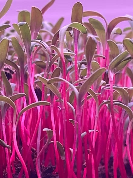 Swiss Chard