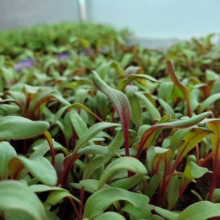 Swiss Chard